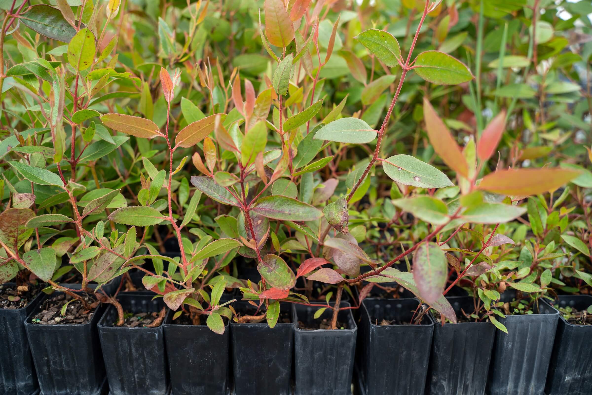 south-australia-bushfire-recovery-plant-a-tree-program-fjt-logistics