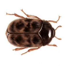 Khapra Beetle